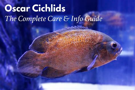 oscar lotto fish|Oscar Fish Care: Tank Mates, Food, Size & More .